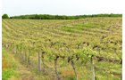 Concord Grapes in Van Buren County, Michigan farmland - LAND AUCTION - 194+/- ACRES OFFERED IN 5 TRACTS IN VAN BUREN COUNTY, MICHIGAN